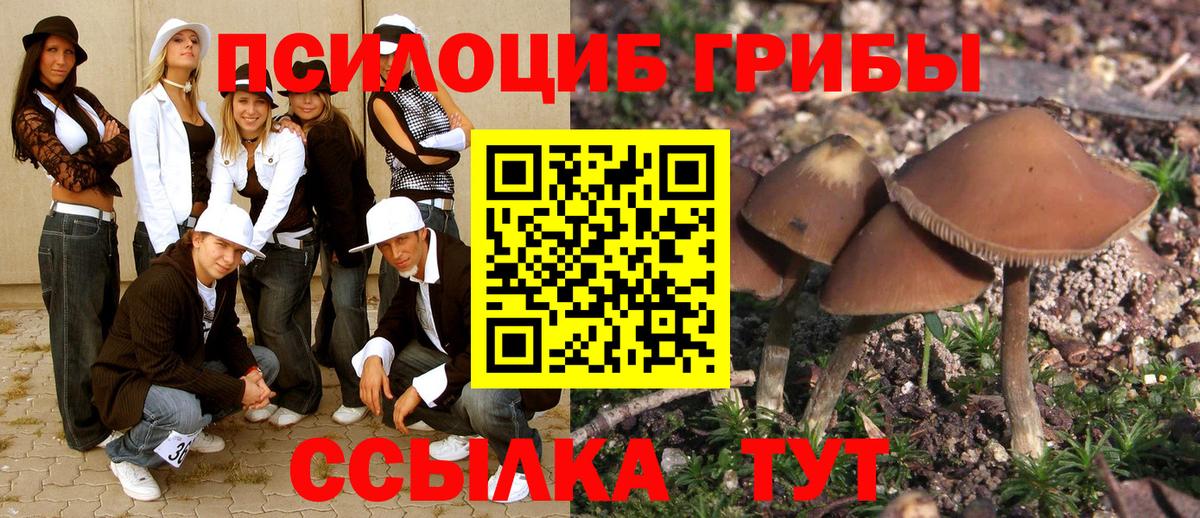 Благовещенск  Псилоцибиновые грибы Cubensis  Вход с VPN 